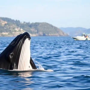 Minke whale near a motorboat in Barnegat Bay