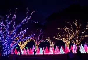Colorful lights illuminating a park in Austin, Texas for the holiday season