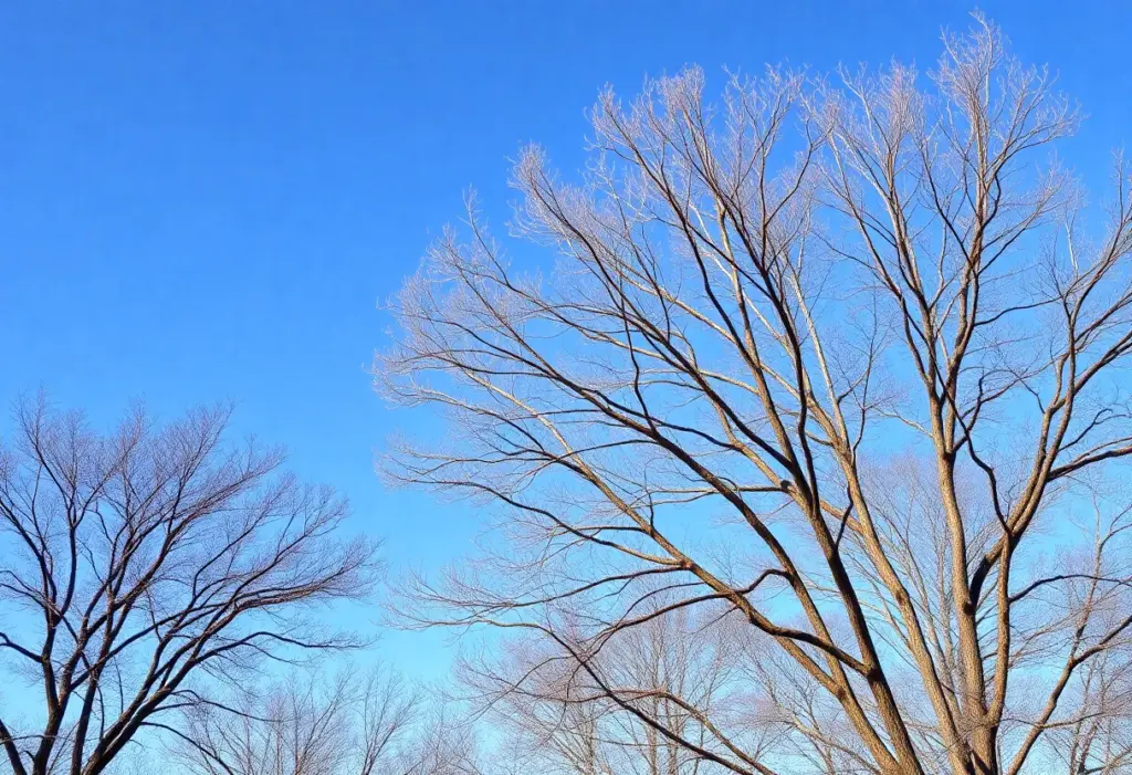 View of Austin, Texas, highlighting the impact of cedar pollen in the landscape